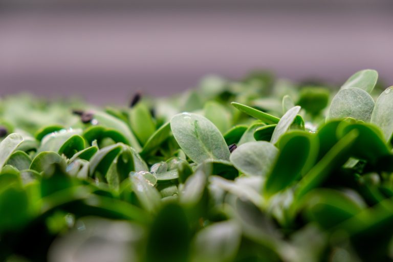Sunflower microgreens